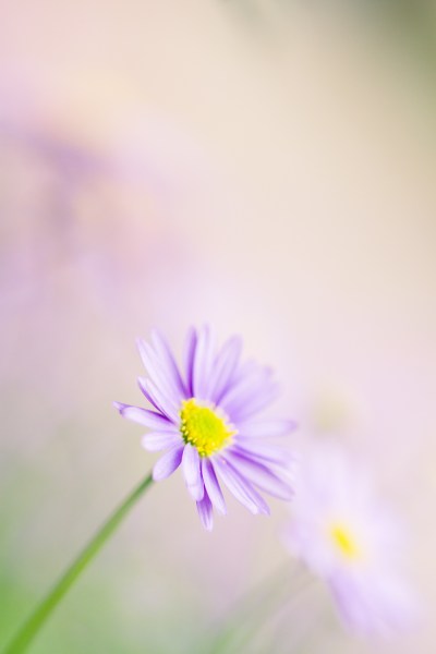 flower macro photography aster