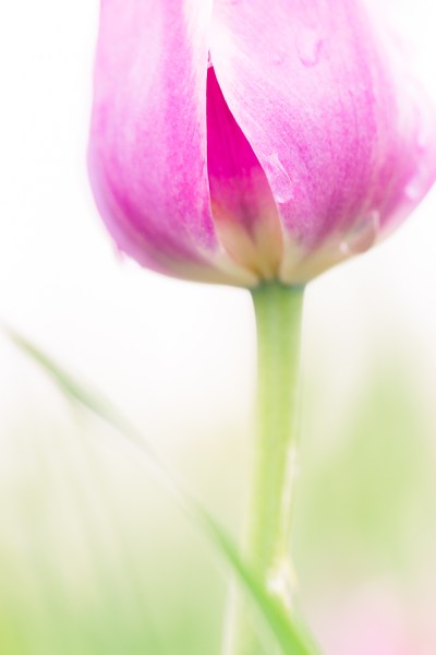flower macro photography tulip simple one subject